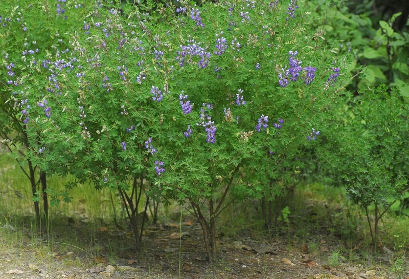 Lupinus simulans