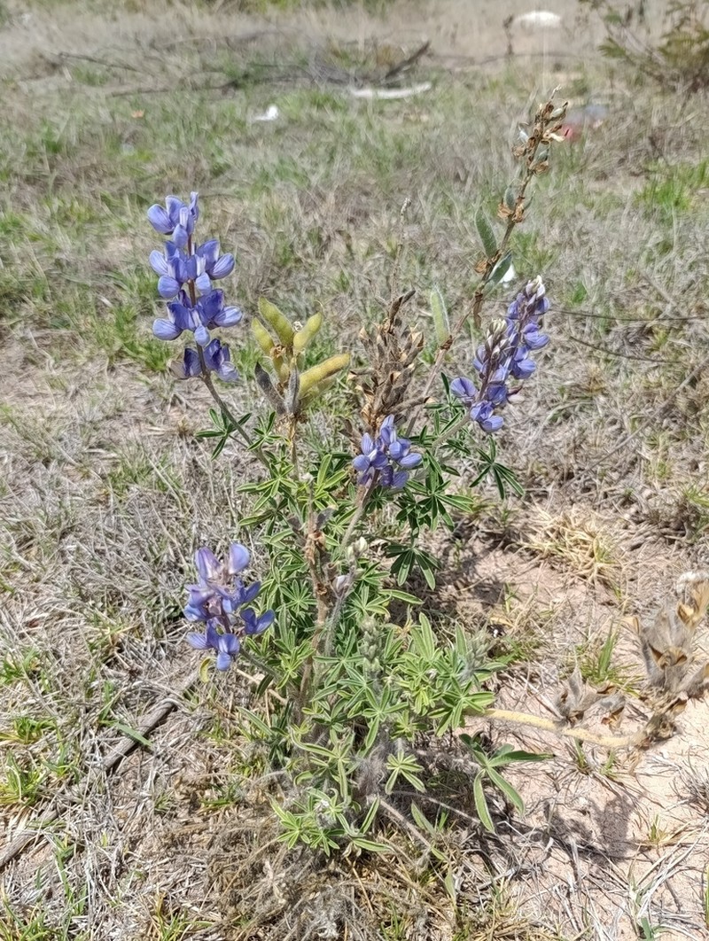 Lupinus simulans photo 2