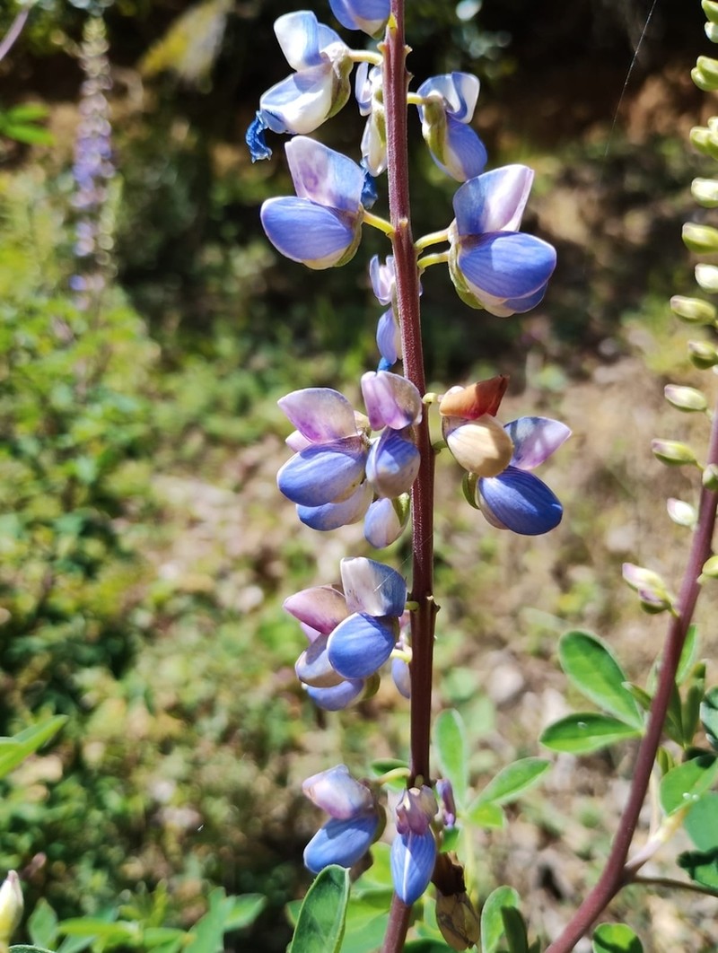 Lupinus simulans photo 3