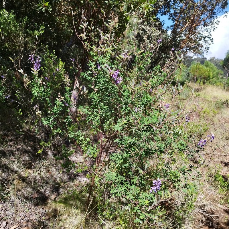 Lupinus simulans photo 4