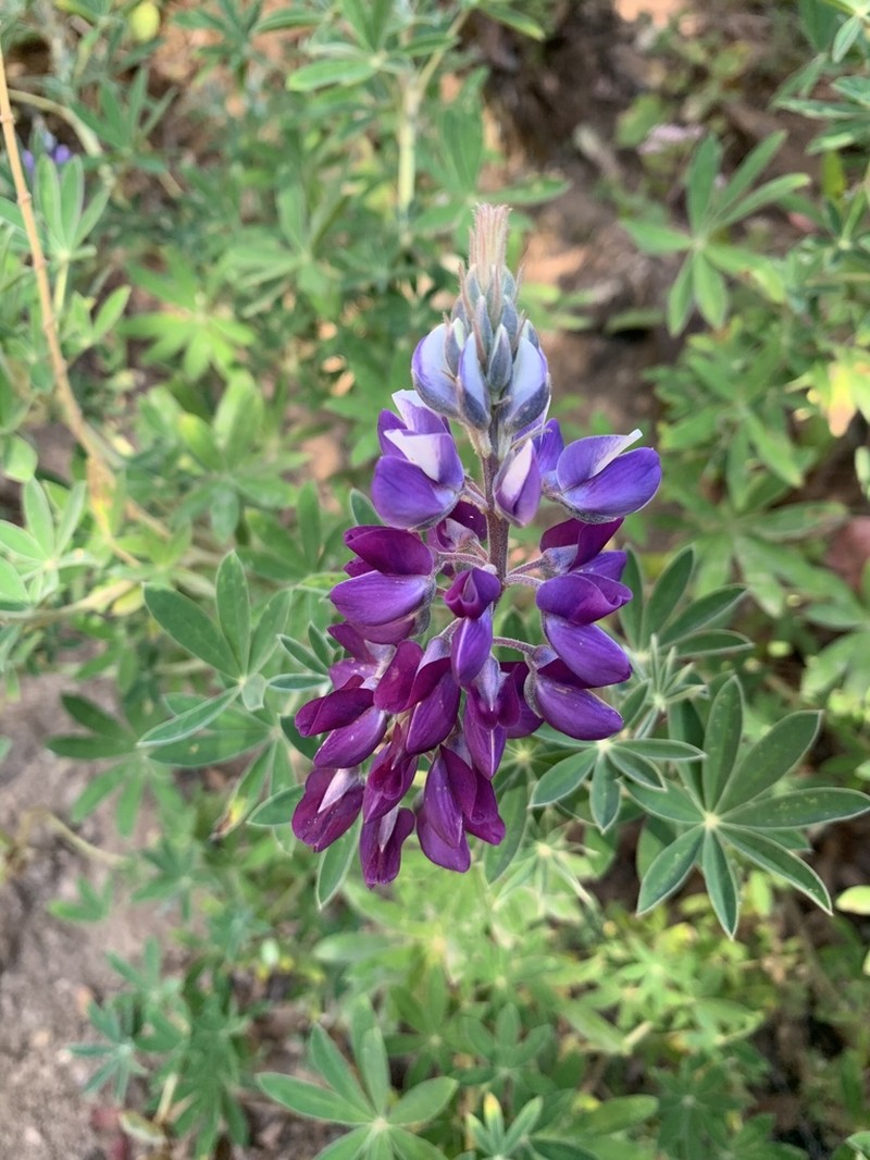 Lupinus simulans photo 5
