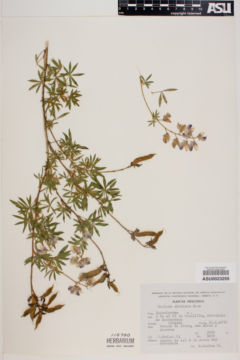 Lupinus simulans photo 6