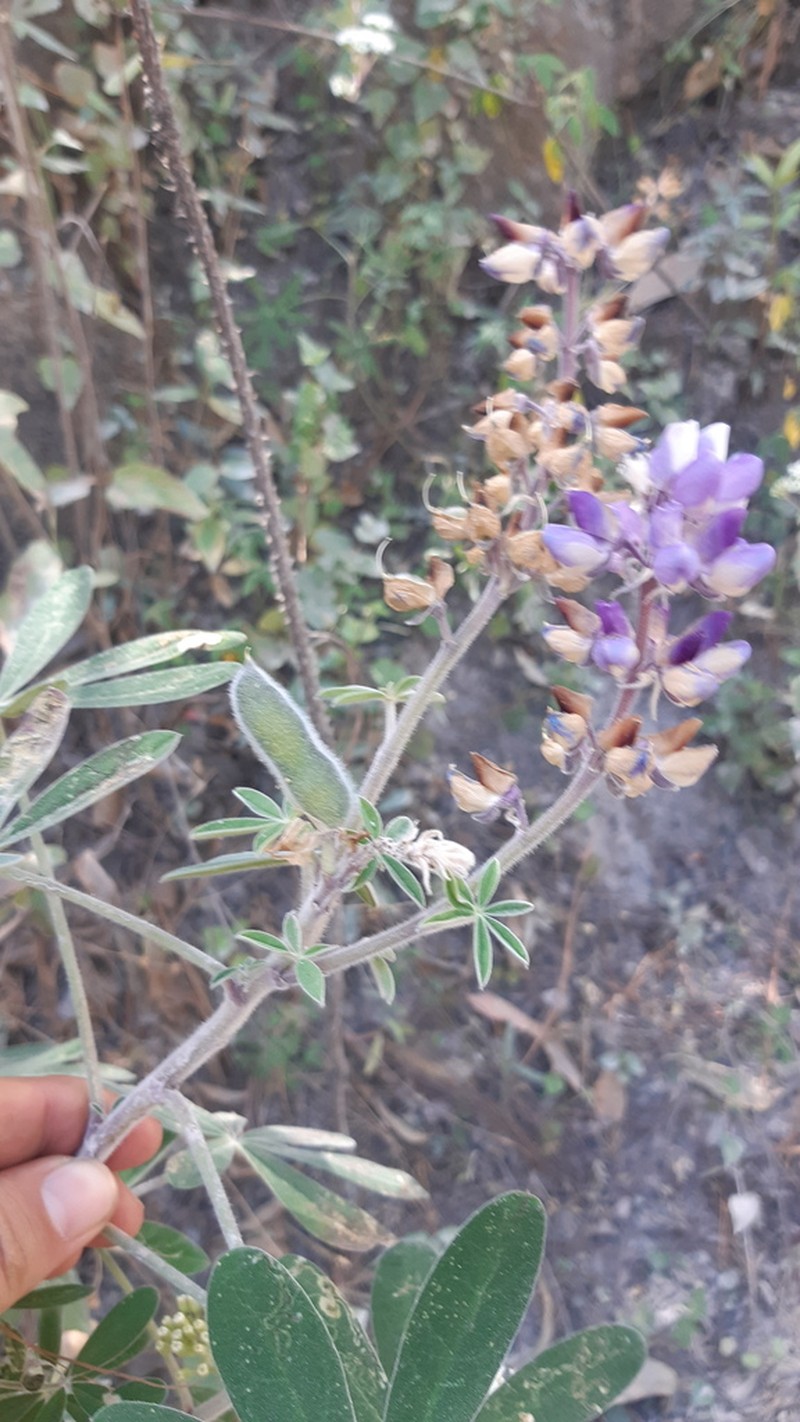 Lupinus sinaloensis
