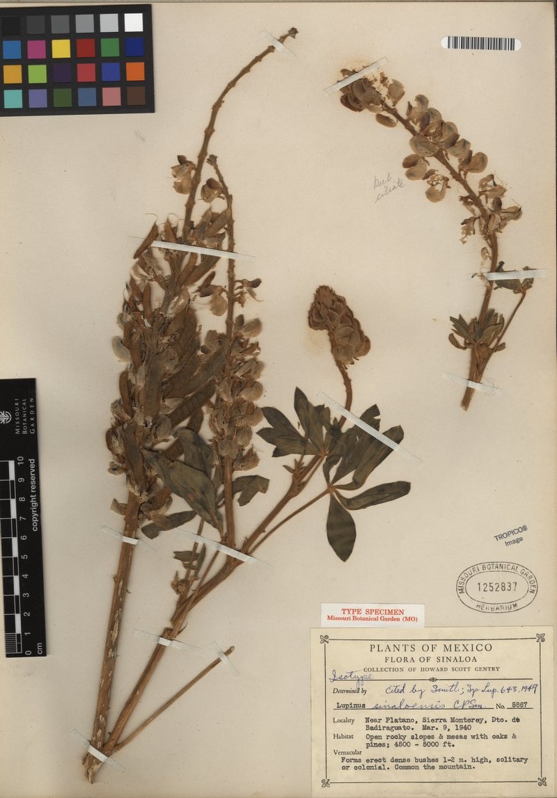 Lupinus sinaloensis photo 2