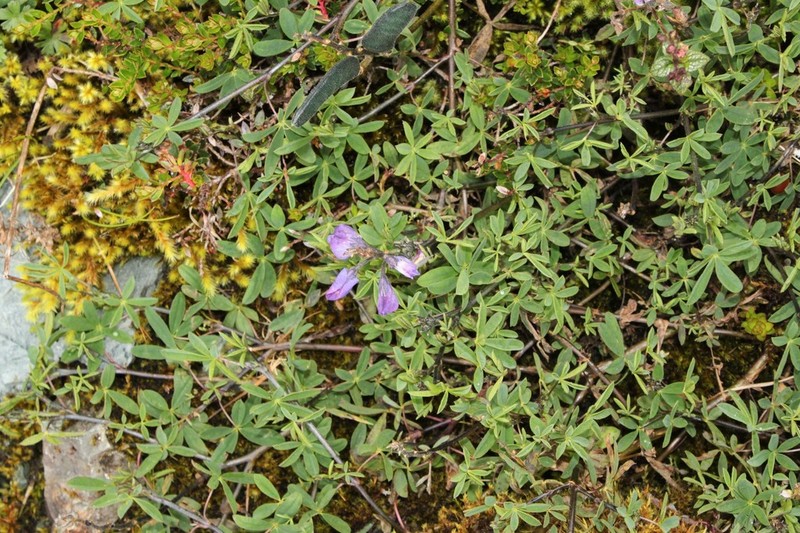 Lupinus smithianus