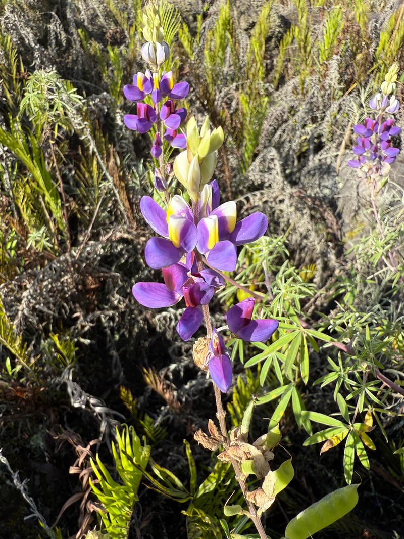 Lupinus solanagrorum