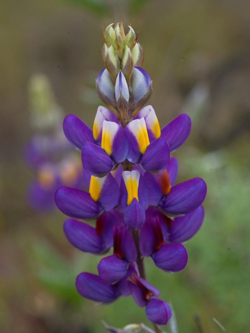 Lupinus solanagrorum photo 2