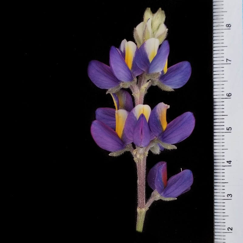 Lupinus solanagrorum photo 3