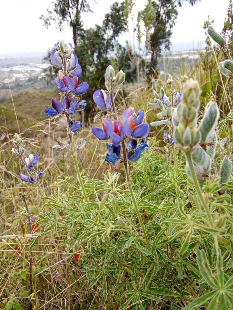 Lupinus solanagrorum photo 4