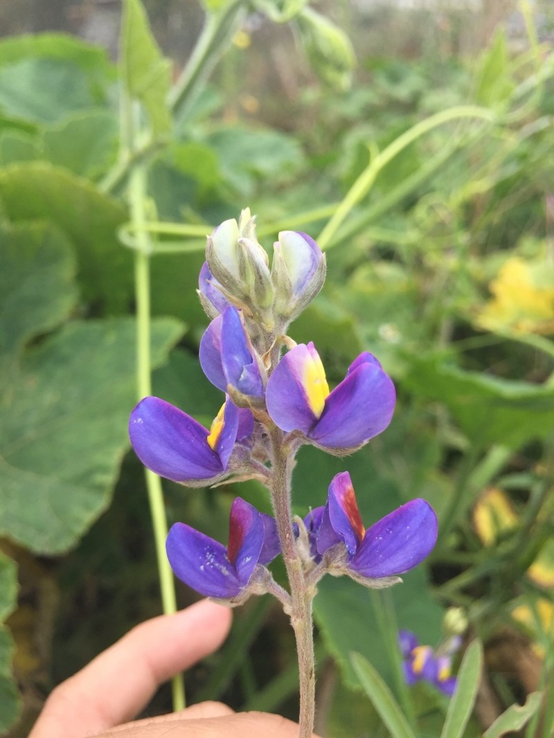 Lupinus solanagrorum photo 5