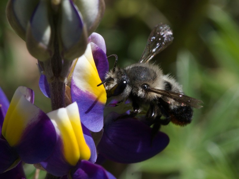 Lupinus solanagrorum photo 6