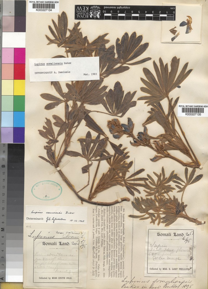 Lupinus somaliensis