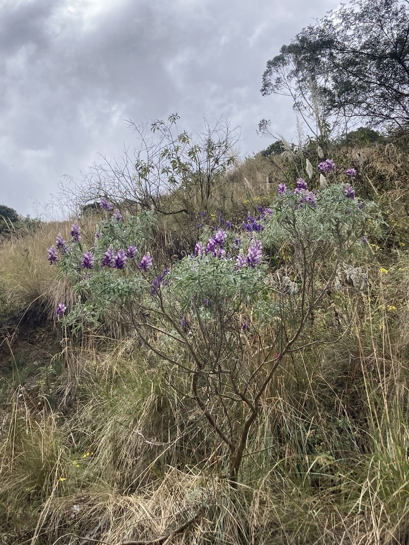 Lupinus soratensis