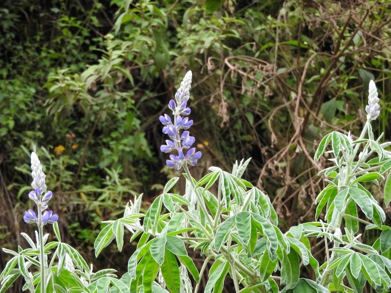 Lupinus soratensis photo 2