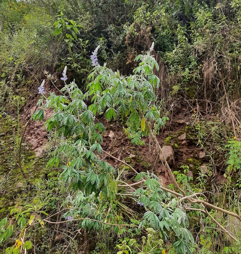 Lupinus soratensis photo 3