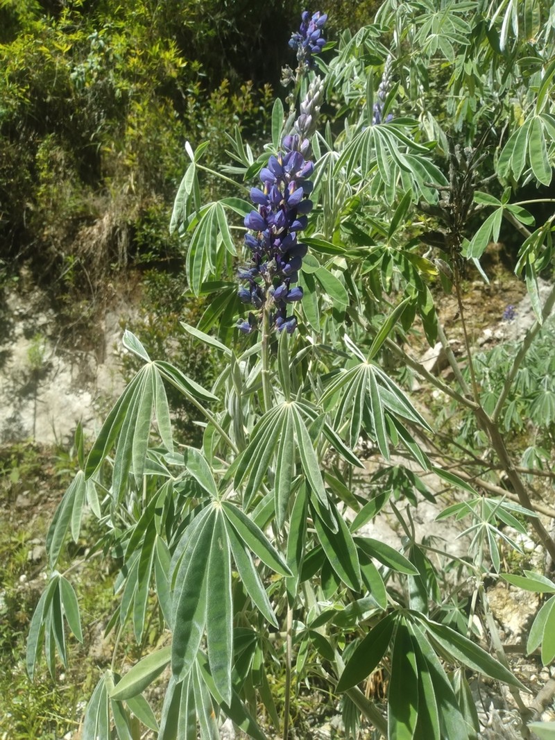 Lupinus soratensis photo 4