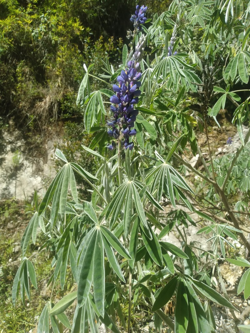 Lupinus soratensis photo 5