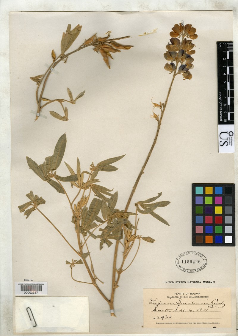 Lupinus soratensis photo 6