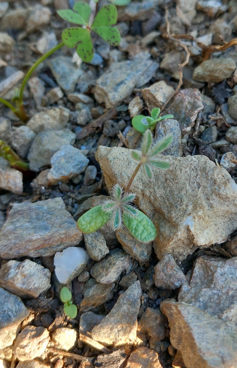 Coulter's Lupine photo 4
