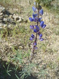 Coulter's Lupine