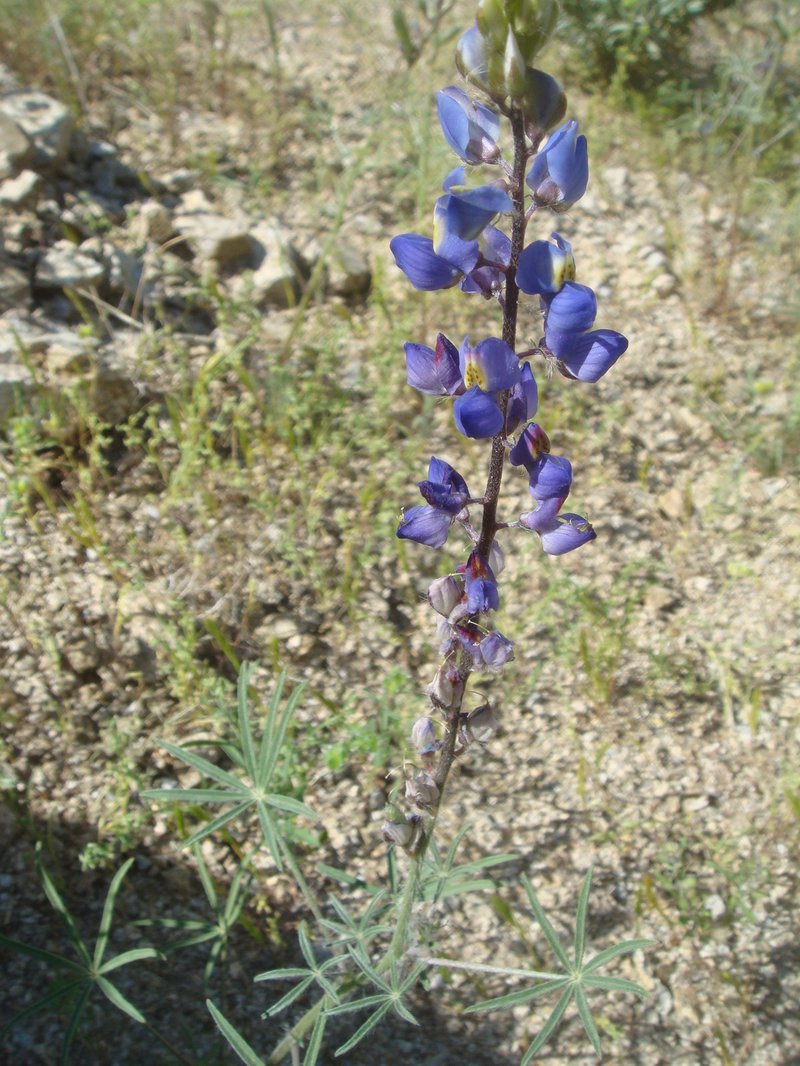 Coulter's Lupine