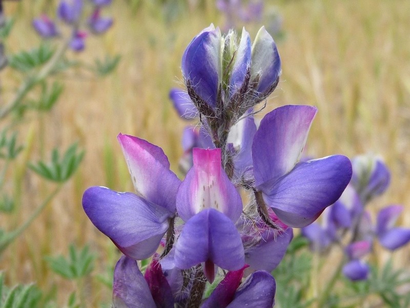 Coulter's Lupine photo 3