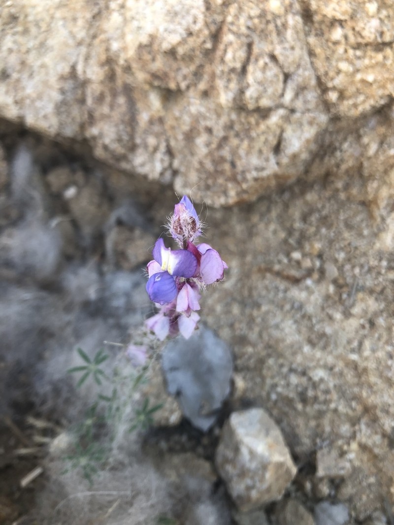 Coulter's Lupine photo 4