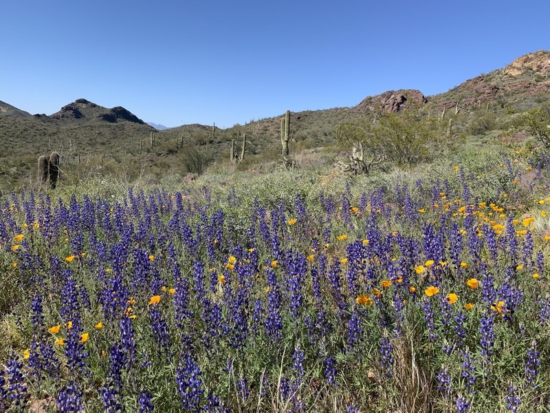 Coulter's Lupine photo 5