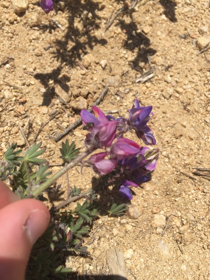 Coulter's Lupine photo 6
