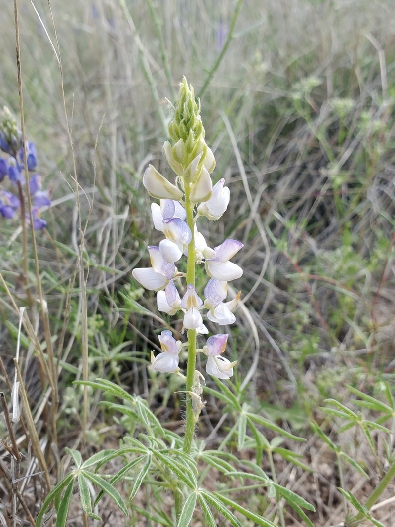 Coulter's Lupine photo 7
