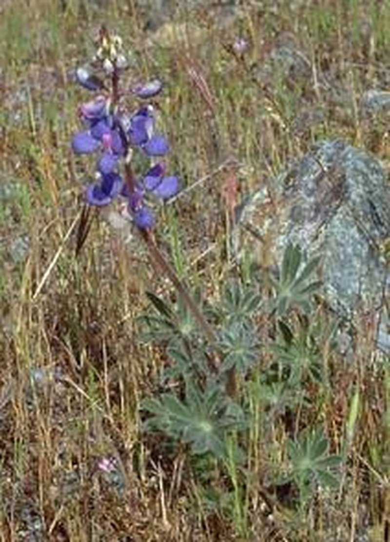 Shaggyhair Lupine