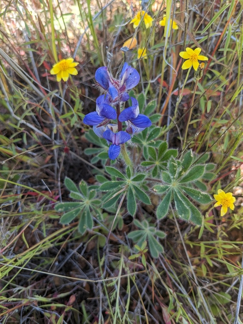 Shaggyhair Lupine photo 2