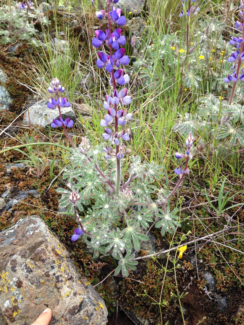 Shaggyhair Lupine photo 3