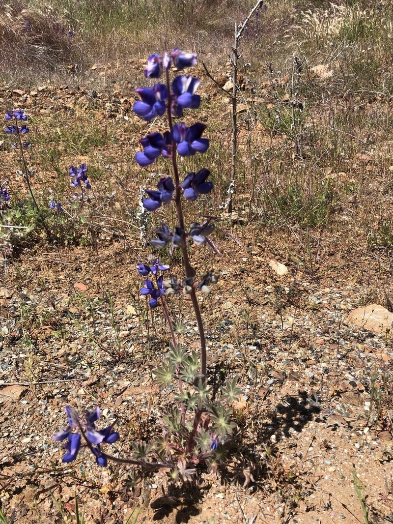 Shaggyhair Lupine photo 4