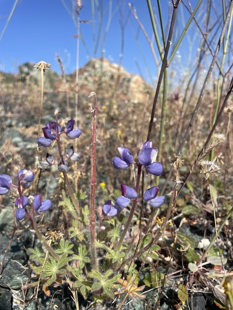 Shaggyhair Lupine photo 5