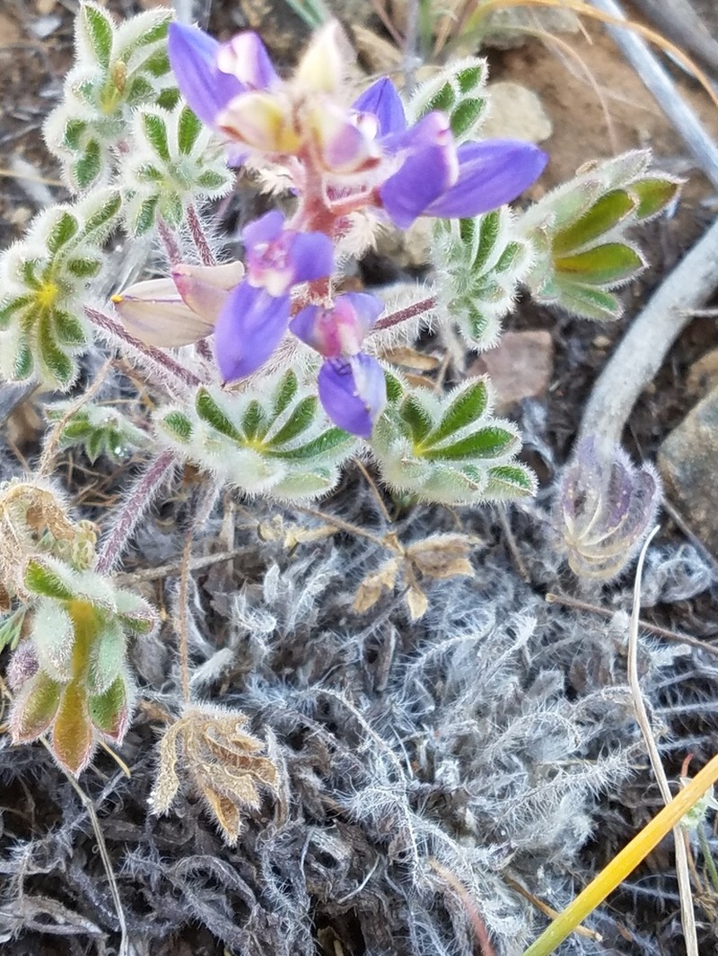 Shaggyhair Lupine photo 6