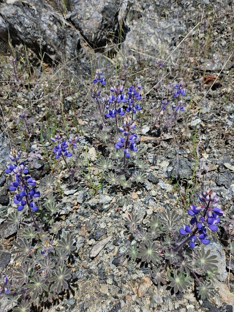 Shaggyhair Lupine photo 7