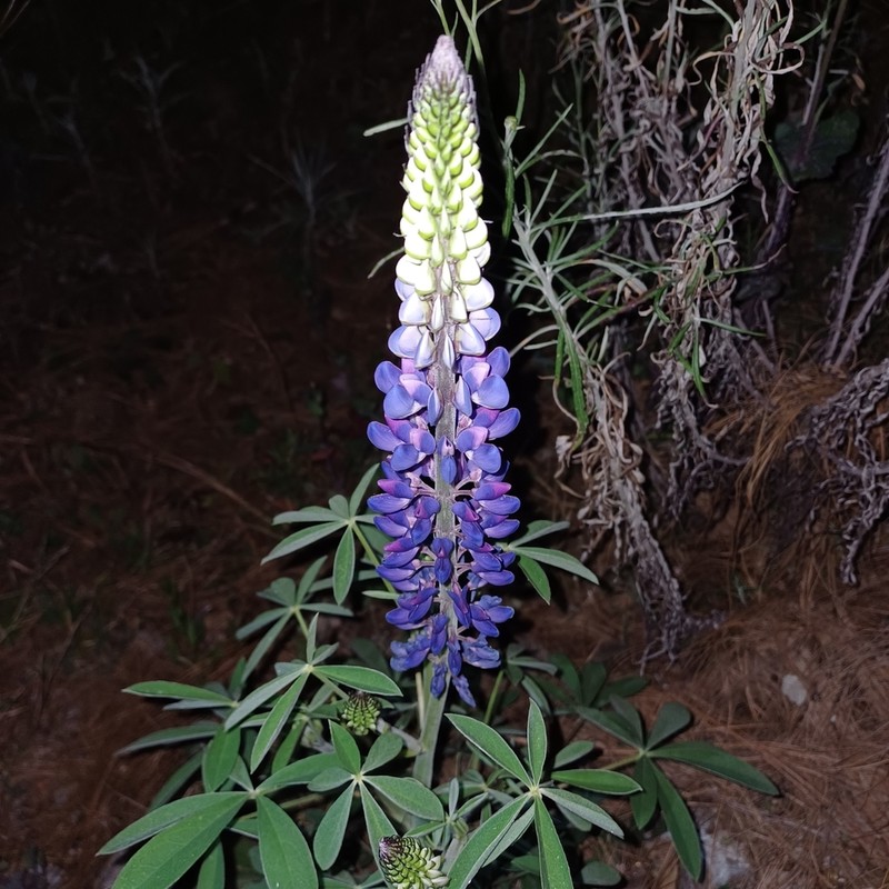 Lupinus splendens