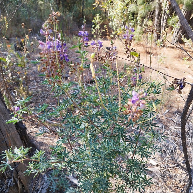 Lupinus splendens photo 2