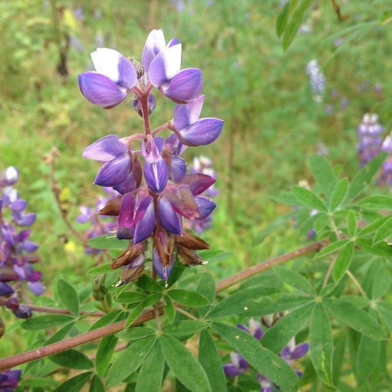 Lupinus splendens photo 3