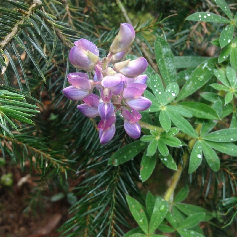Lupinus splendens photo 4