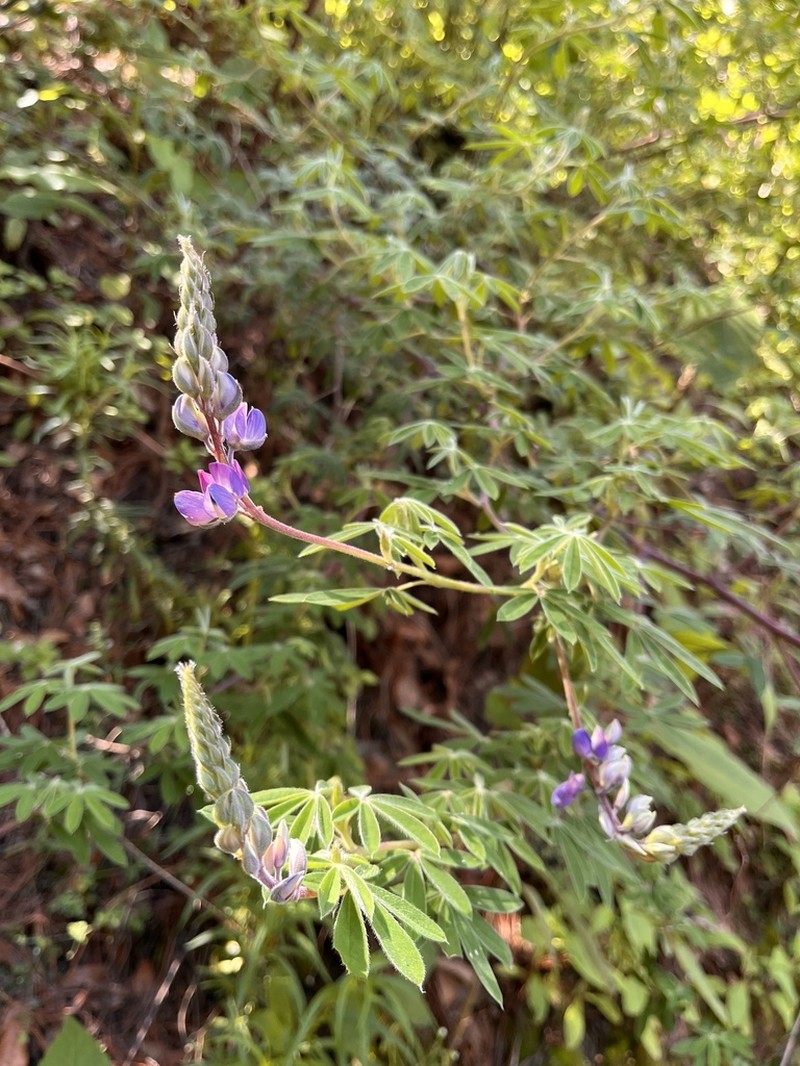 Lupinus splendens photo 5