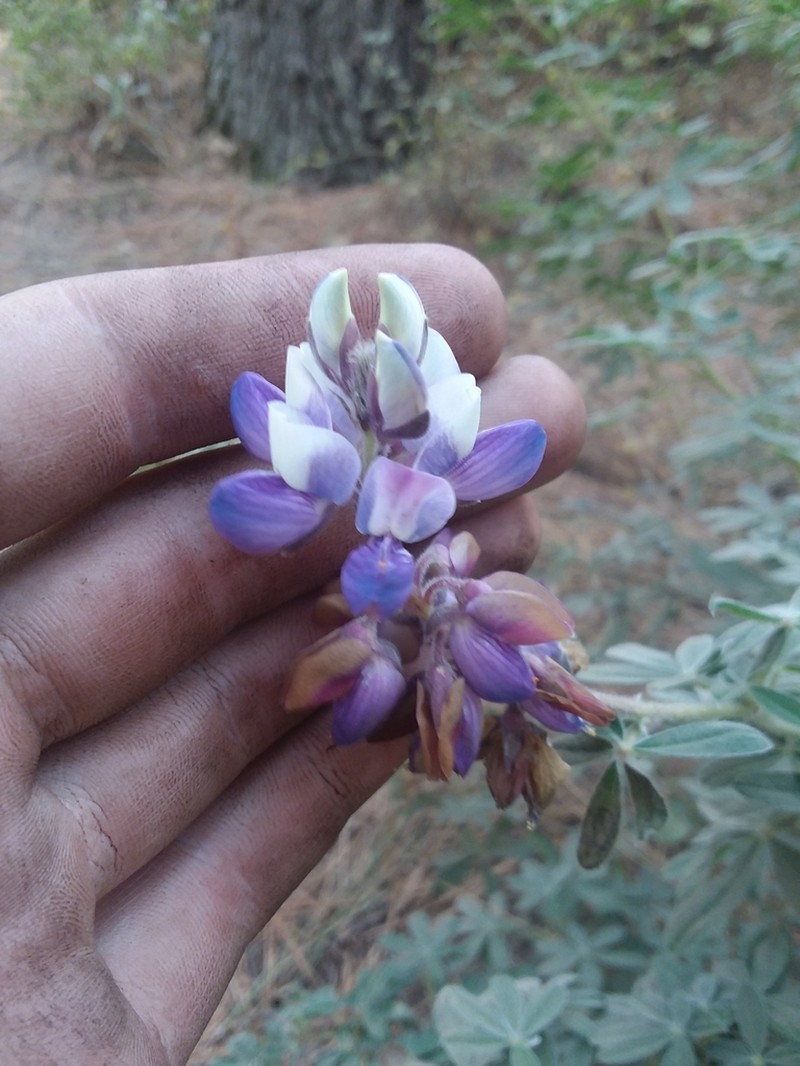 Lupinus splendens photo 6