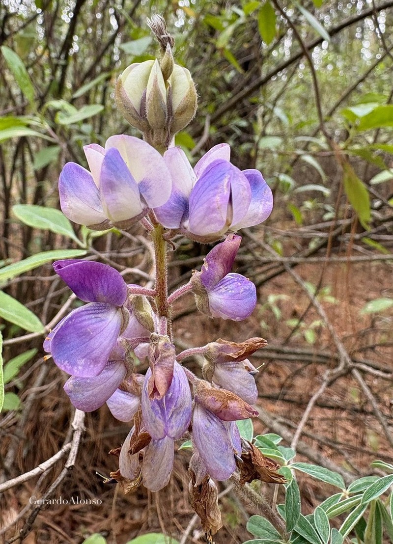 Lupinus splendens photo 7