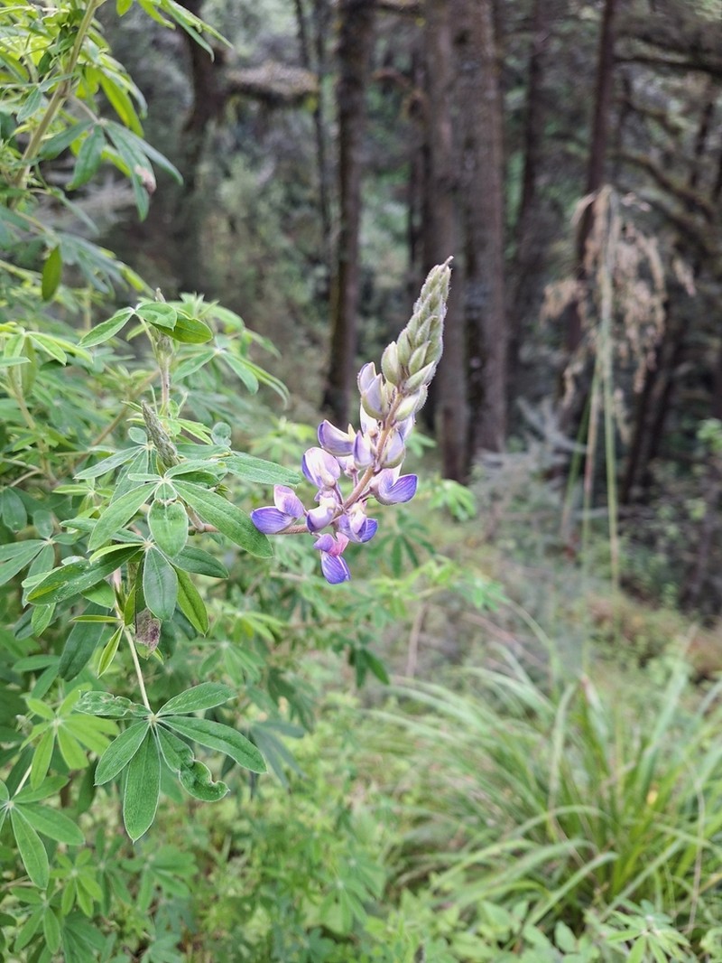 Lupinus splendens photo 8