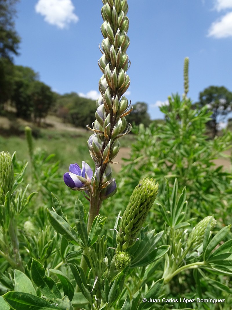 Lupinus stipulatus