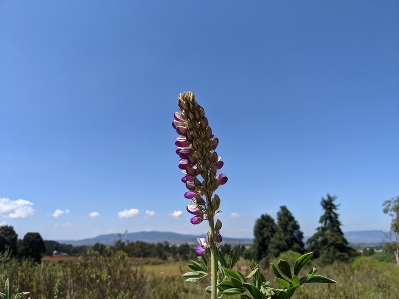 Lupinus stipulatus photo 2