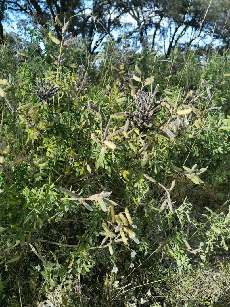 Lupinus stipulatus photo 3