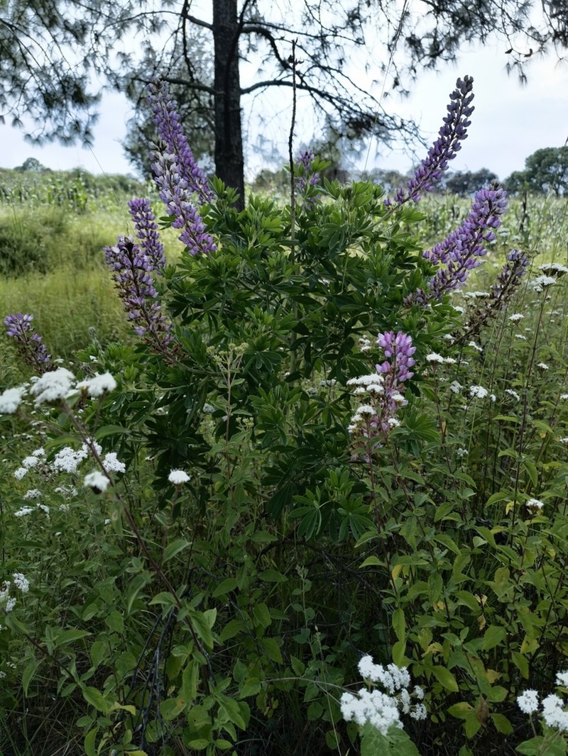 Lupinus stipulatus photo 4