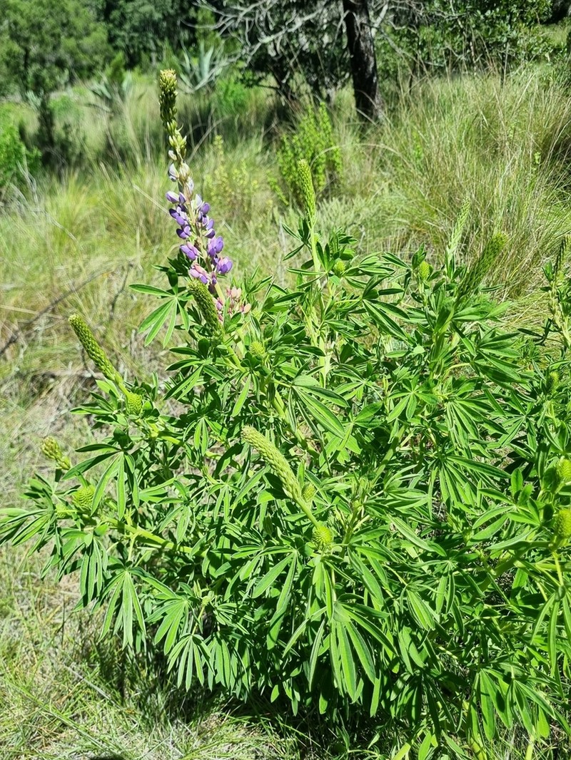 Lupinus stipulatus photo 5